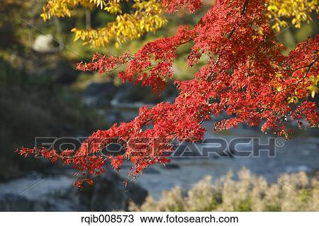 Autumn leaves View Large Photo Image Stock Image - Autumn leaves. Fotosearch