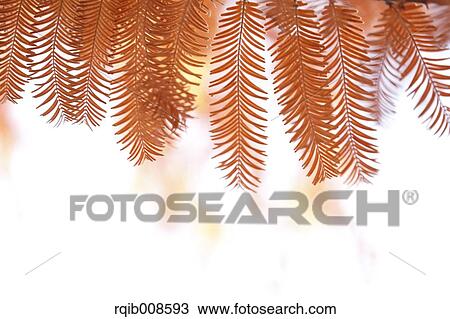 Stock Image - Autumn leaves. Fotosearch