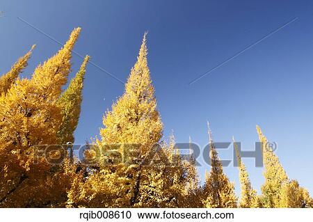 Stock Image - Autumn leaves. Fotosearch