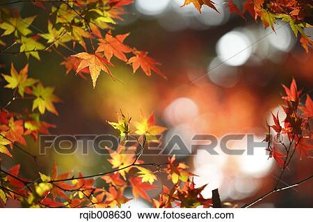 Autumn leaves View Large Photo Image Stock Image - Autumn leaves. Fotosearch