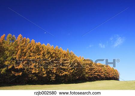 Autumn leaves View Large Photo Image Stock Image - Autumn leaves. Fotosearch