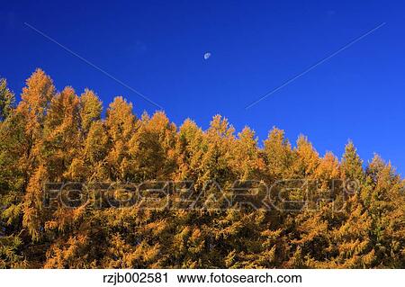 Autumn leaves View Large Photo Image Stock Image - Autumn leaves. Fotosearch