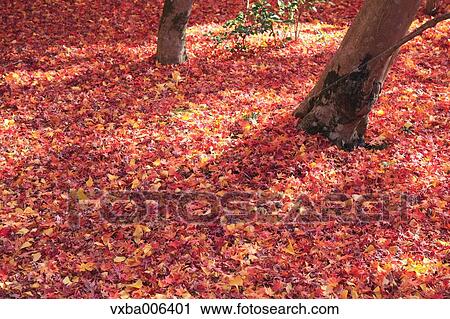 Autumn leaves View Large Photo Image Stock Image - Autumn leaves. Fotosearch