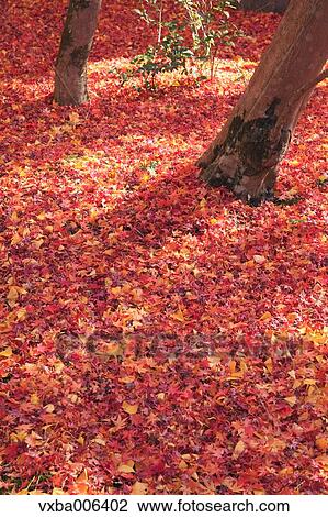 Stock Image - Autumn leaves. Fotosearch