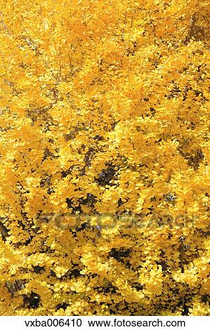Autumn leaves View Large Photo Image Stock Image - Autumn leaves. Fotosearch