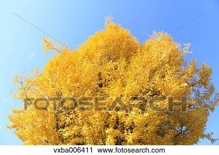 Autumn leaves View Large Photo Image Stock Image - Autumn leaves. Fotosearch