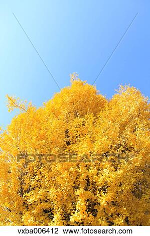 Autumn leaves View Large Photo Image Stock Image - Autumn leaves. Fotosearch
