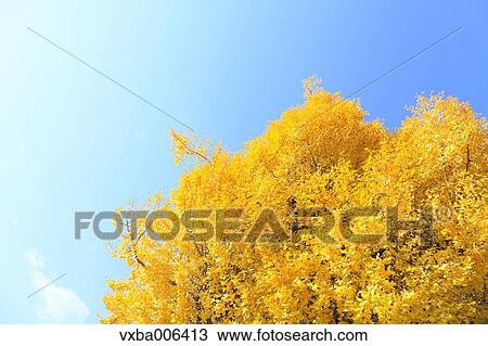 Autumn leaves View Large Photo Image Stock Image - Autumn leaves. Fotosearch