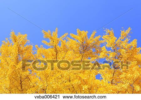 Autumn leaves View Large Photo Image Stock Image - Autumn leaves. Fotosearch