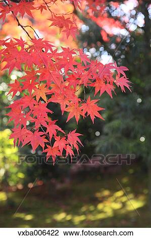 Stock Image - Autumn leaves. Fotosearch