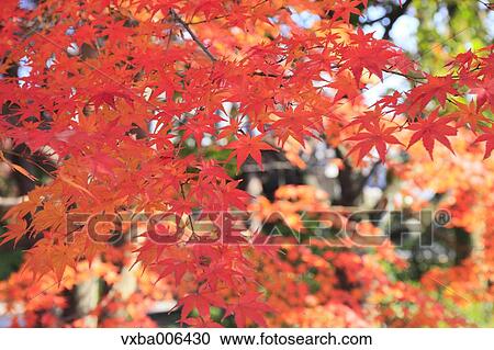 Autumn leaves View Large Photo Image Stock Image - Autumn leaves. Fotosearch