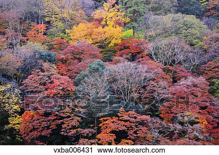 Stock Image - Autumn leaves. Fotosearch