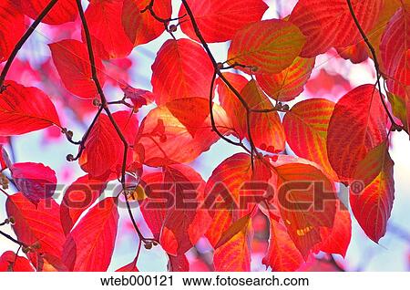 Autumn leaves View Large Photo Image Stock Image - Autumn leaves. Fotosearch