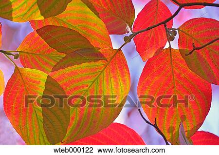 Autumn leaves View Large Photo Image Stock Image - Autumn leaves. Fotosearch