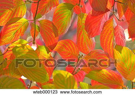 Autumn leaves View Large Photo Image Stock Image - Autumn leaves. Fotosearch