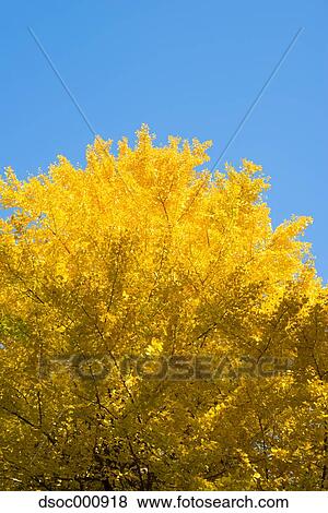 Autumn leaves View Large Photo Image Stock Photo - Autumn leaves. Fotosearch