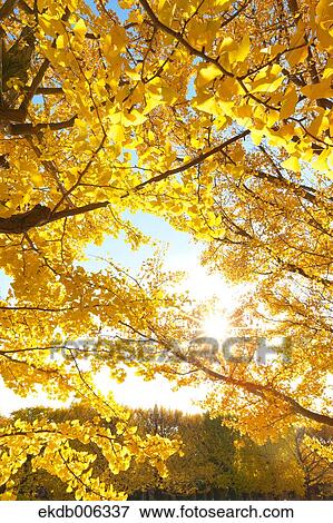 Autumn leaves View Large Photo Image Stock Photo - Autumn leaves. Fotosearch