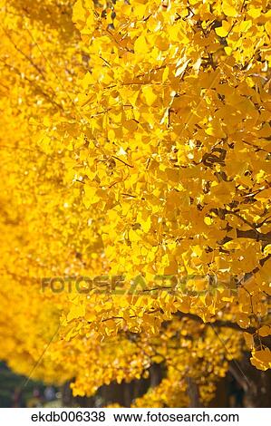 Stock Photo - Autumn leaves. Fotosearch