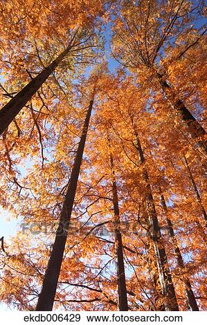 Stock Photo - Autumn leaves. Fotosearch