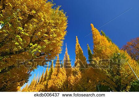 Stock Photo - Autumn leaves. Fotosearch