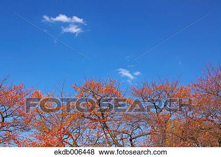 Autumn leaves View Large Photo Image Stock Photo - Autumn leaves. Fotosearch