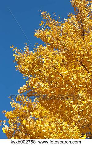 Stock Photo - Autumn leaves. Fotosearch
