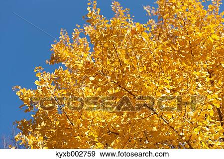 Stock Photo - Autumn leaves. Fotosearch