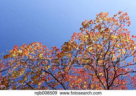 Stock Photo - Autumn leaves. Fotosearch