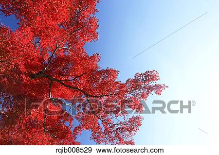 Stock Photo - Autumn leaves. Fotosearch