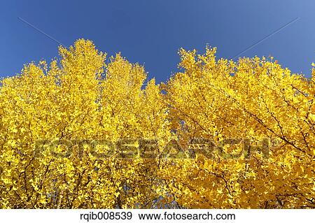 Stock Photo - Autumn leaves. Fotosearch