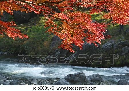 Autumn leaves View Large Photo Image Stock Photo - Autumn leaves. Fotosearch