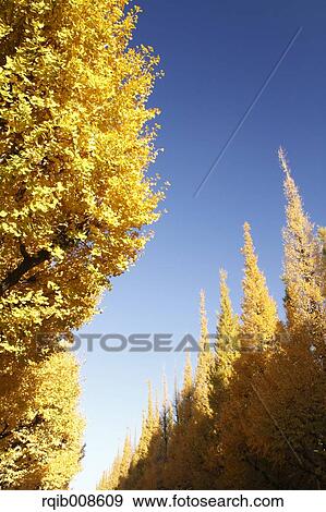 Stock Photo - Autumn leaves. Fotosearch