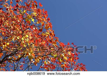 Autumn leaves View Large Photo Image Stock Photo - Autumn leaves. Fotosearch