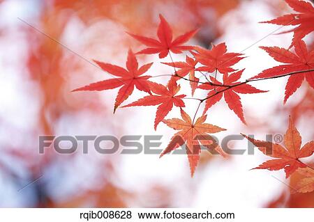 Stock Photo - Autumn leaves. Fotosearch