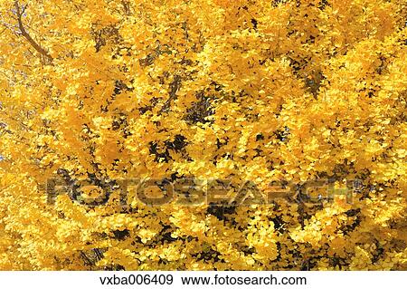 Autumn leaves View Large Photo Image Stock Photo - Autumn leaves. Fotosearch