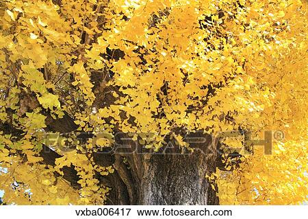 Autumn leaves View Large Photo Image Stock Photo - Autumn leaves. Fotosearch