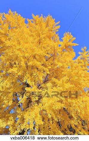 Autumn leaves View Large Photo Image Stock Photo - Autumn leaves. Fotosearch