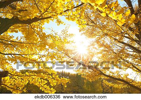 Autumn leaves View Large Photo Image Stock Photograph - Autumn leaves. Fotosearch