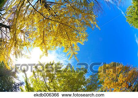 Stock Photograph - Autumn leaves. Fotosearch