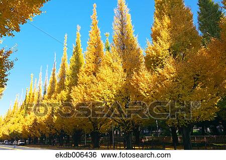 Stock Photograph - Autumn leaves. Fotosearch