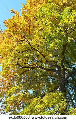 Autumn leaves View Large Photo Image Stock Photograph - Autumn leaves. Fotosearch
