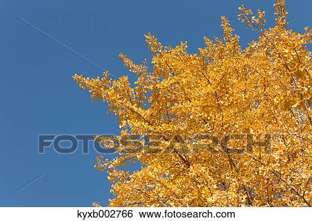 Stock Photograph - Autumn leaves. Fotosearch