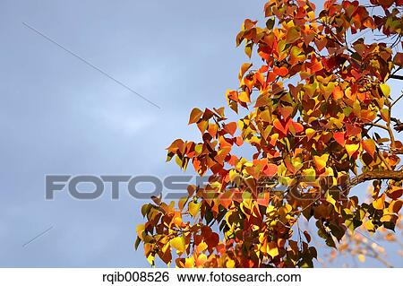 Stock Photograph - Autumn leaves. Fotosearch