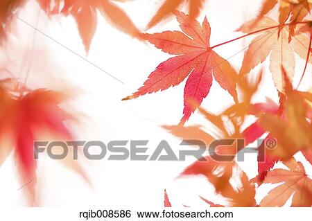 Autumn leaves View Large Photo Image Stock Photograph - Autumn leaves. Fotosearch