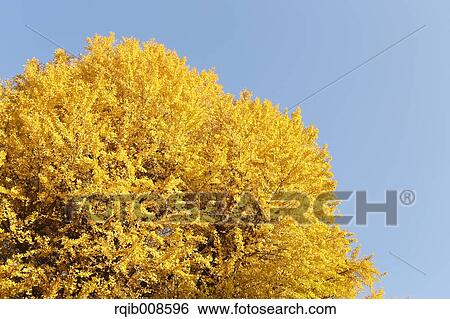 Stock Photograph - Autumn leaves. Fotosearch