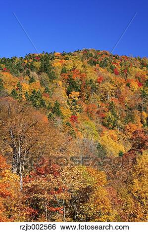 Autumn leaves View Large Photo Image Stock Photograph - Autumn leaves. Fotosearch