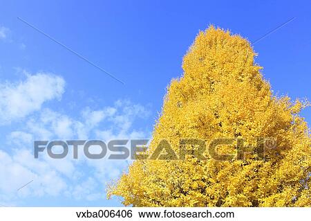 Autumn leaves View Large Photo Image Stock Photograph - Autumn leaves. Fotosearch