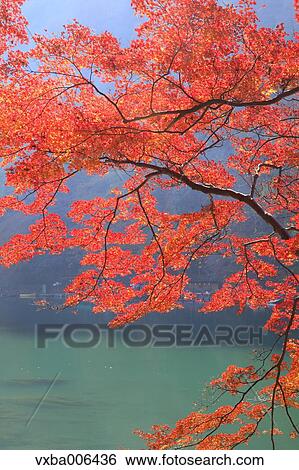 Stock Photograph - Autumn leaves. Fotosearch