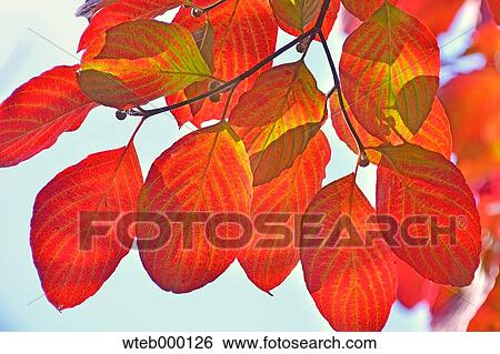 Autumn leaves View Large Photo Image Stock Photograph - Autumn leaves. Fotosearch