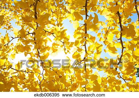 Autumn leaves View Large Photo Image Stock Photography - Autumn leaves. Fotosearch